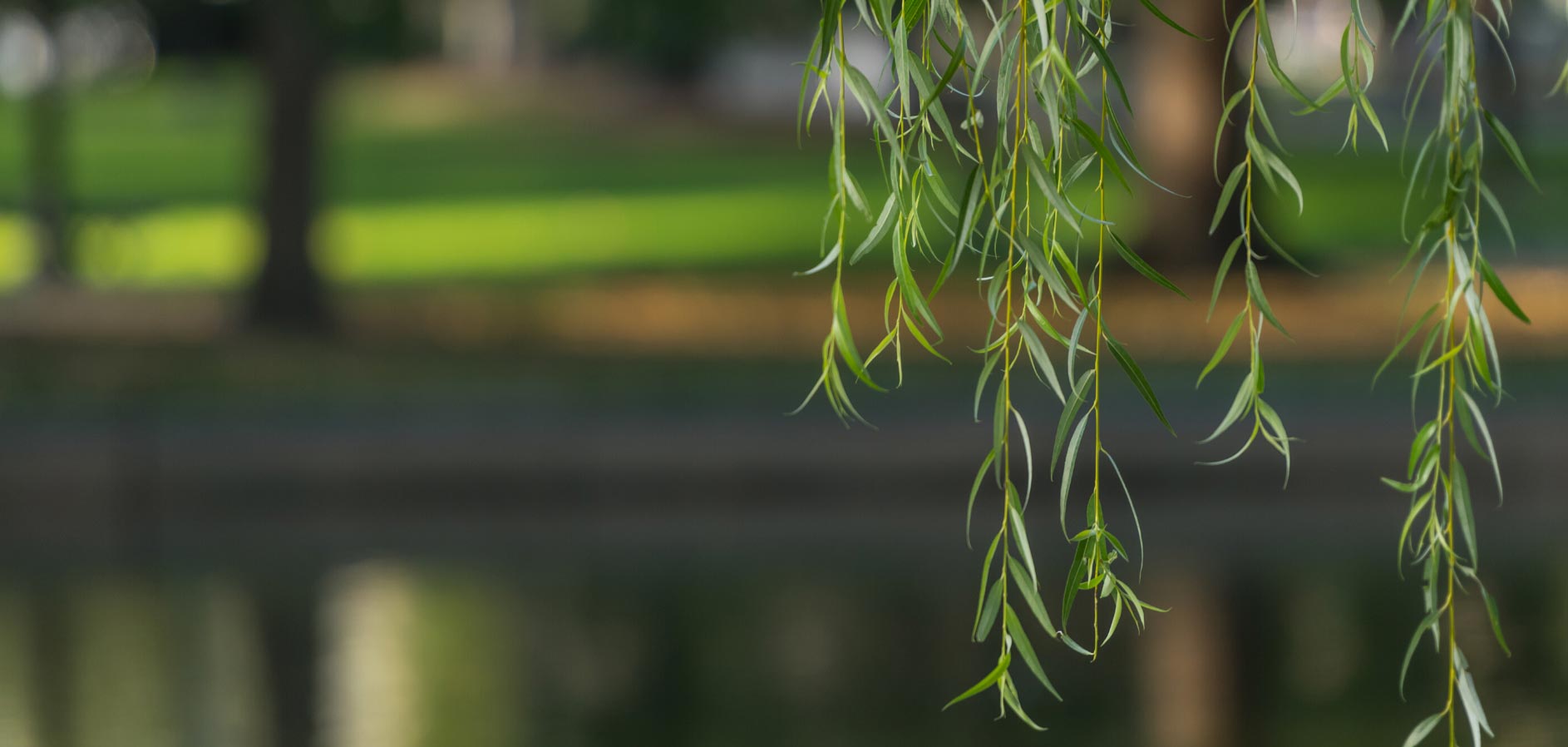 Contact Us Willow Insurance Agencies, LLC